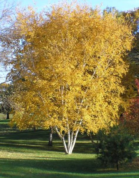 'Whitespire' Birch (Betula populifolia) - 125cm - 5 Gallon Potted Tree