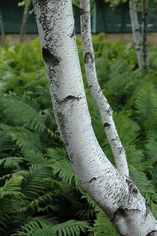 'Whitespire' Birch (Betula populifolia) - 125cm - 5 Gallon Potted Tree
