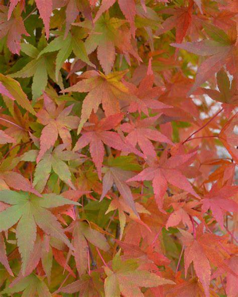Ryusen Japanese Maple  (Acer palmatum 'Ryusen') - 80cm