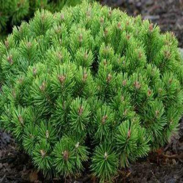 Dwarf Mugo Pine (Pinus mugo var. pumilio) - 3 Gallon Potted Shrub