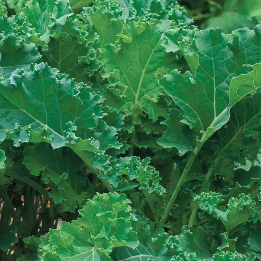 Aimers Organic Seed Tape - Kale -Siberian - Packet