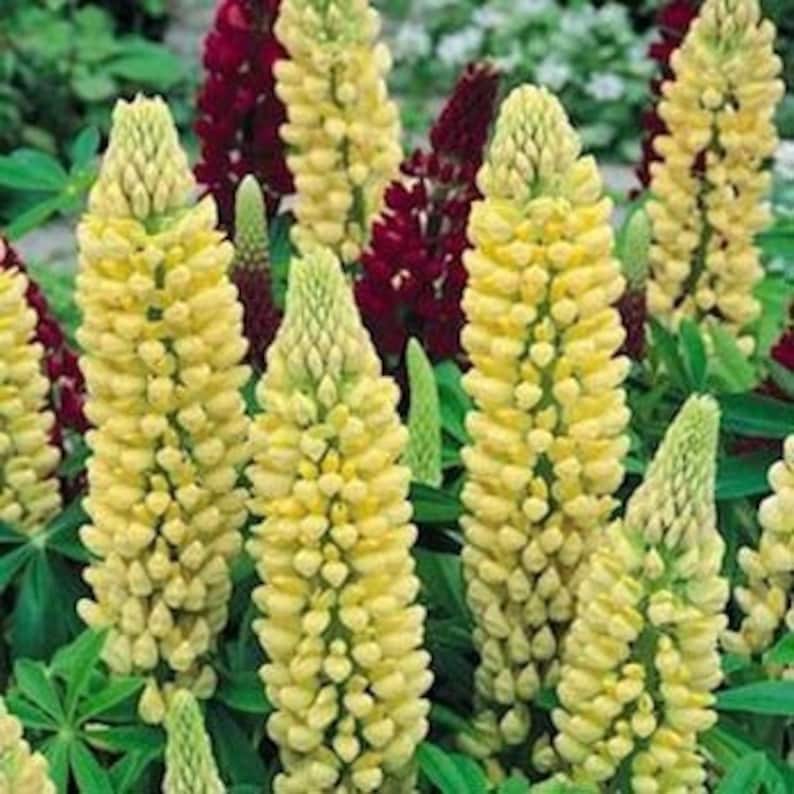 OSC Russell's Hybrids Yellow Lupins Seeds - Packet