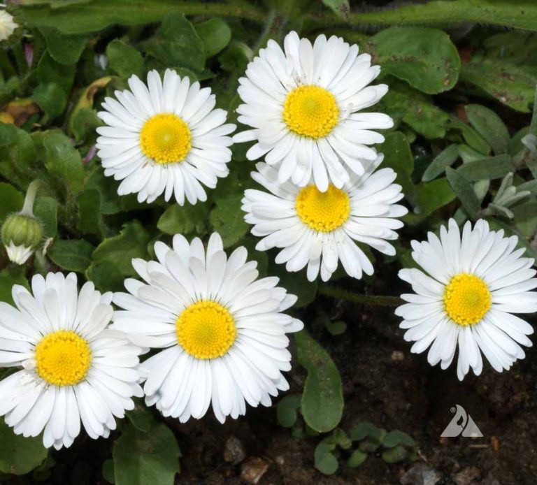 OSC Giant Double Mixed English Daisy Bell Seeds - Packet