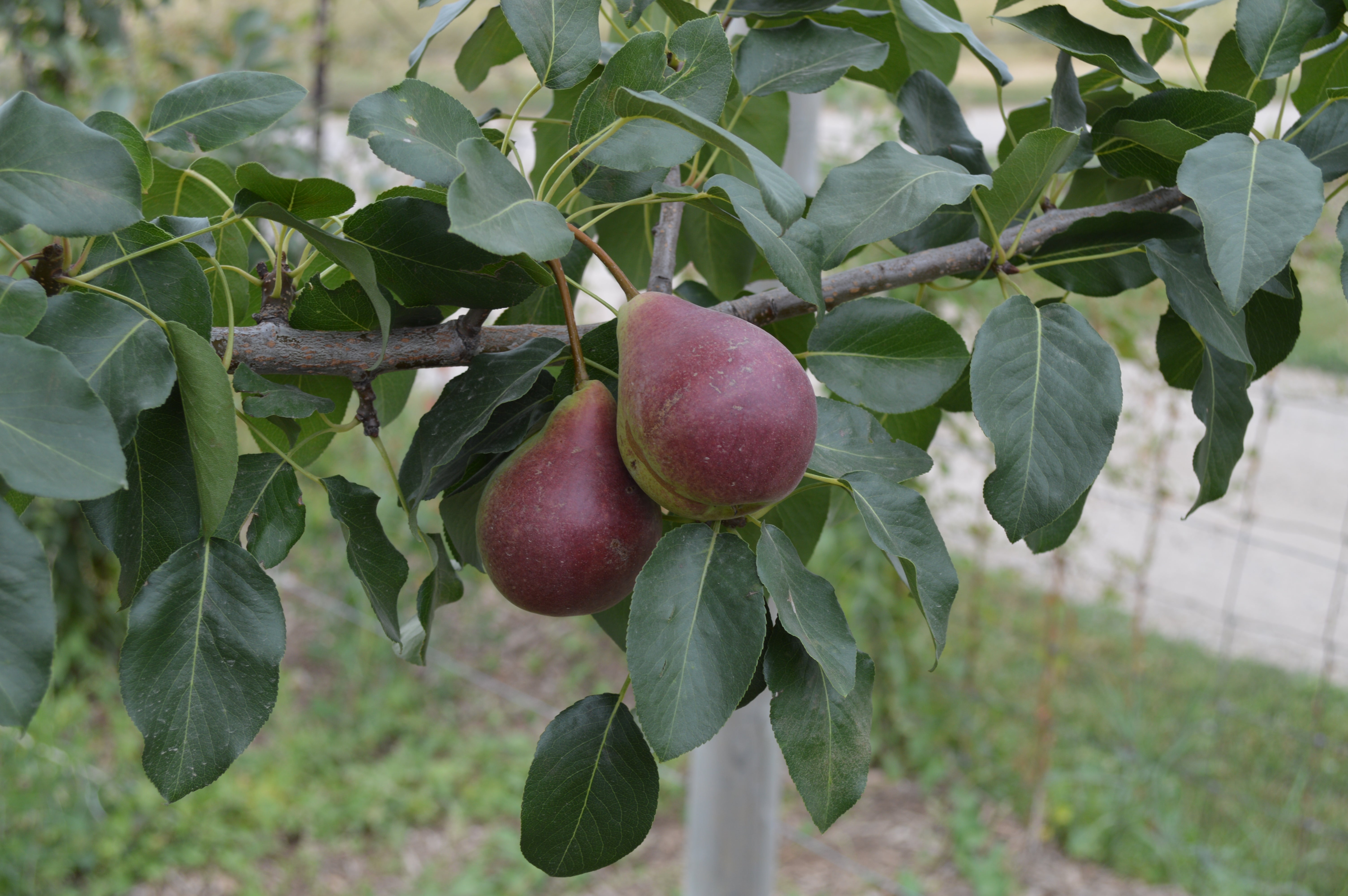 Summercrisp Pear (Pyrus 'Summercrisp') - 7 Gallon Potted Fruit Tree