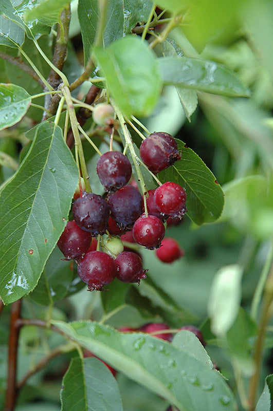 Amelanchier alnifolia 'Regent' (Serviceberry) - 2 Gallon Potted Shrub
