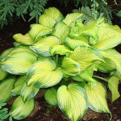 Hosta 'Stained Glass' (Plantain Lily) - 1 Gallon Potted Perennial