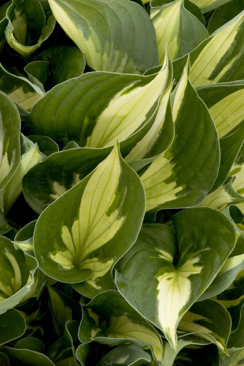 Hosta 'Whirlwind' (Plaintain Lily) - 1 Gallon Potted Plant