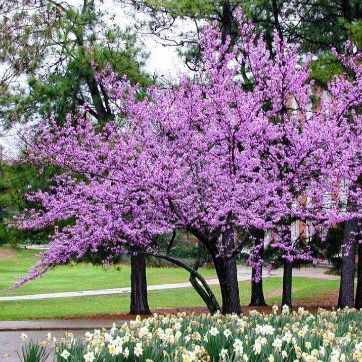Cercis canadensis 'Forest Pansy' (Redbud) - Wire Basket