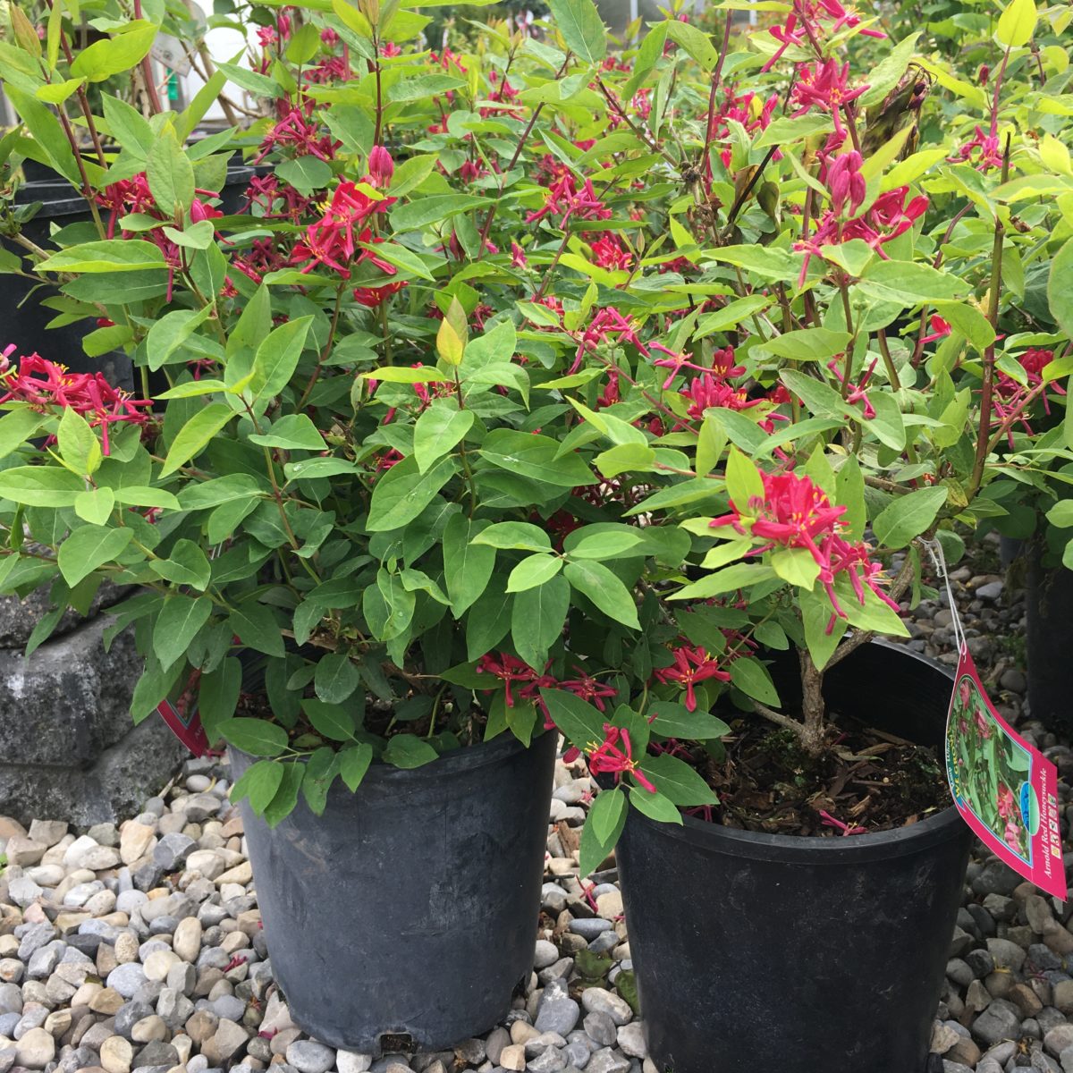 Arnold Red Honeysuckle (Lonicera tatarica 'Arnold Red') - 3 Gallon Potted Shrub (40cm)