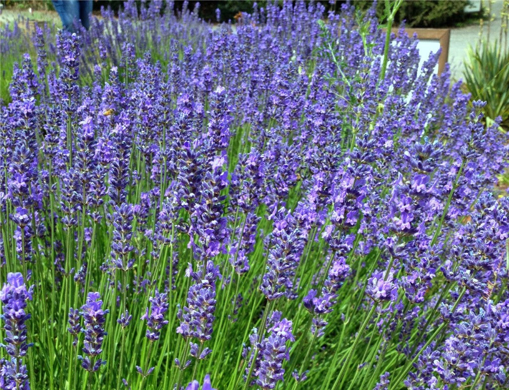 Lavender 'Phenomenal' - 1 Gallon Potted Perennial