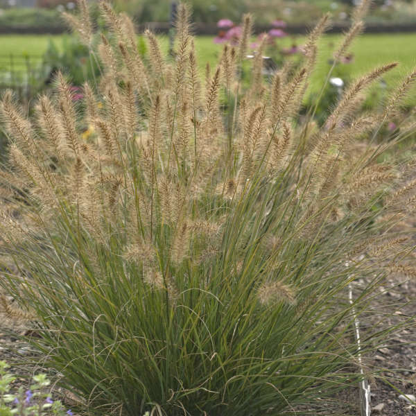 Piglet Fountain Grass - 1 Gallon Potted Perennial