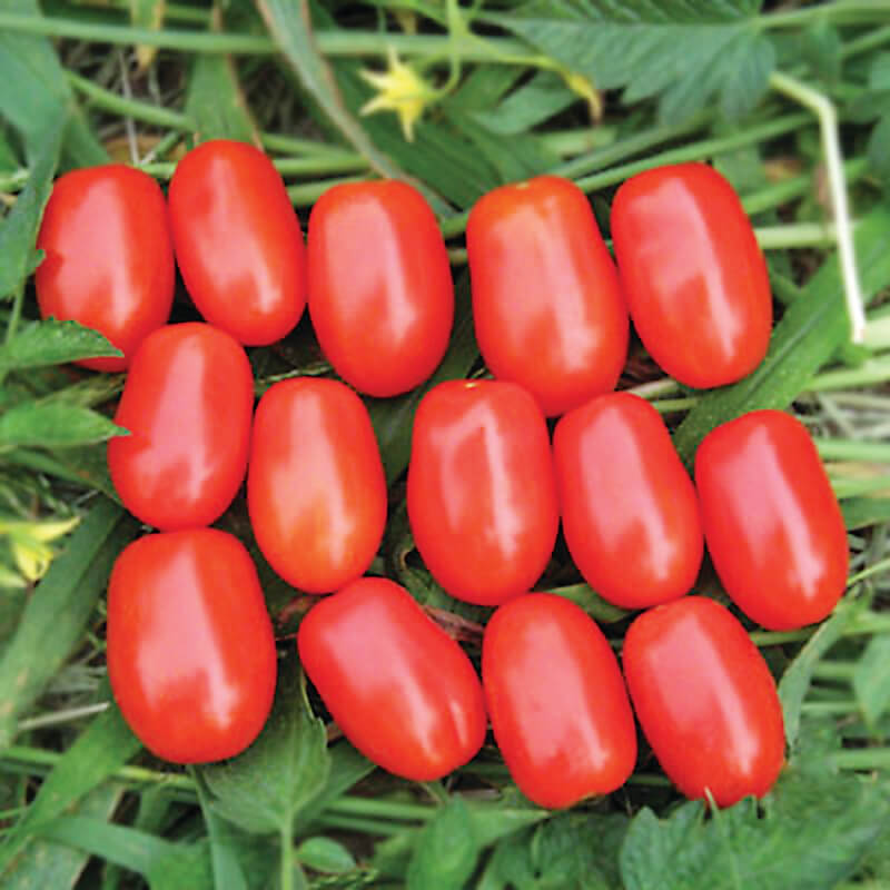 Stokes Red Candy (Hybrid Grape Tomato) - Packet