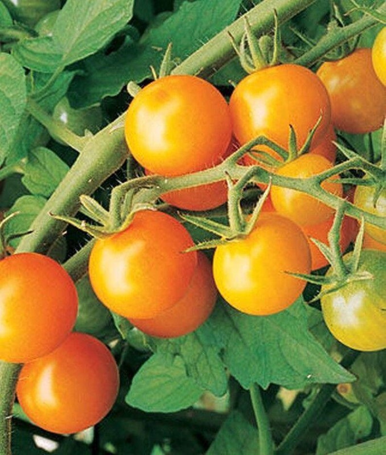 William Dam Carolina Gold Hybrid Tomato - 1 Packet