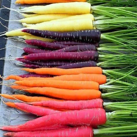 Aimers Rainbow Blend Organic Carrot Seeds - Packet
