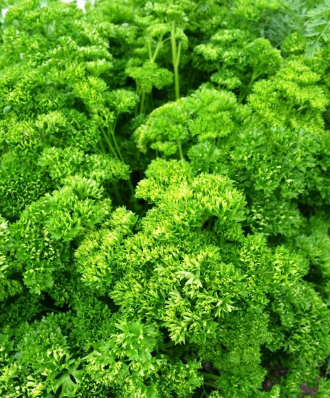 Aimers Moss Curled Organic Parsley Seeds - Packet