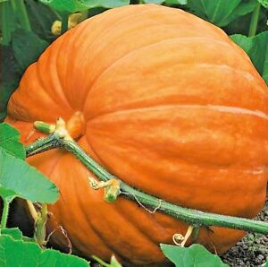 Aimers Big Max Organic Pumpkin Seeds - Packet