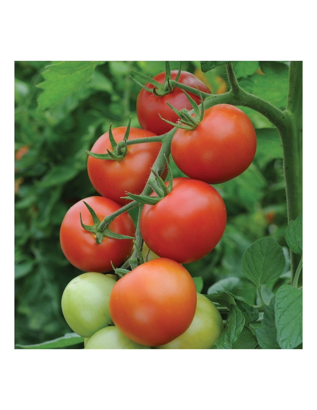 Aimers Money Maker Organic Tomato Seeds - Packet