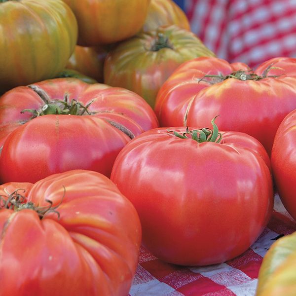 Aimers Brandywine Organic Tomato Seeds - Packet