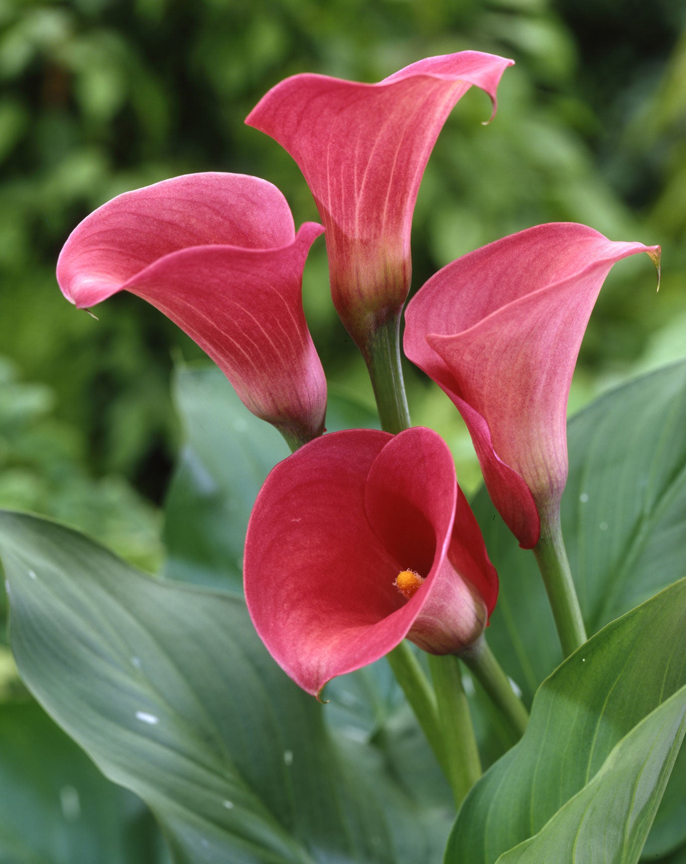 'Captain Romance' Calla Lily (Zantedeschia) - 1 Bulb/Pkg