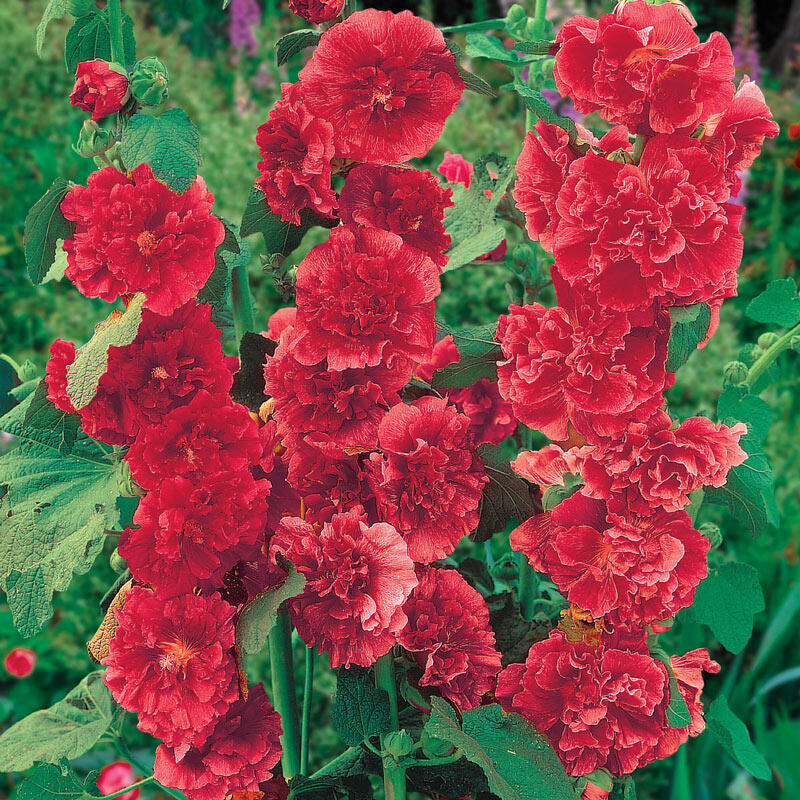 Chater's Double Red Hollyhock - 1 Gallon Potted Perennial