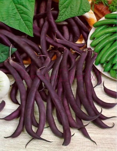 Royal Burgundy Bush Bean Seeds (55 Days) 1 lb - Bulk