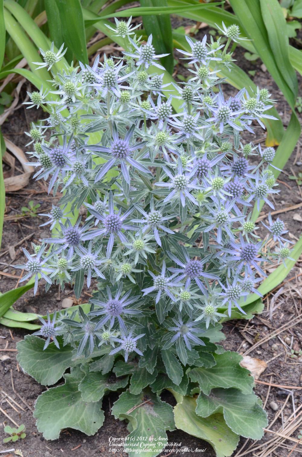 Eryngium planum 'Blue Hobbit' (Sea Holly) - 1 Gallon Potted Perennial