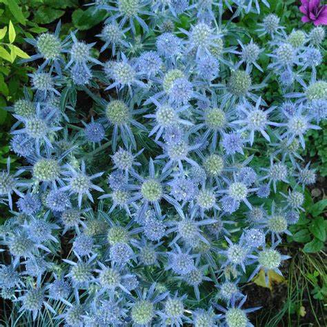 Eryngium planum 'Blue Hobbit' (Sea Holly) - 1 Gallon Potted Perennial