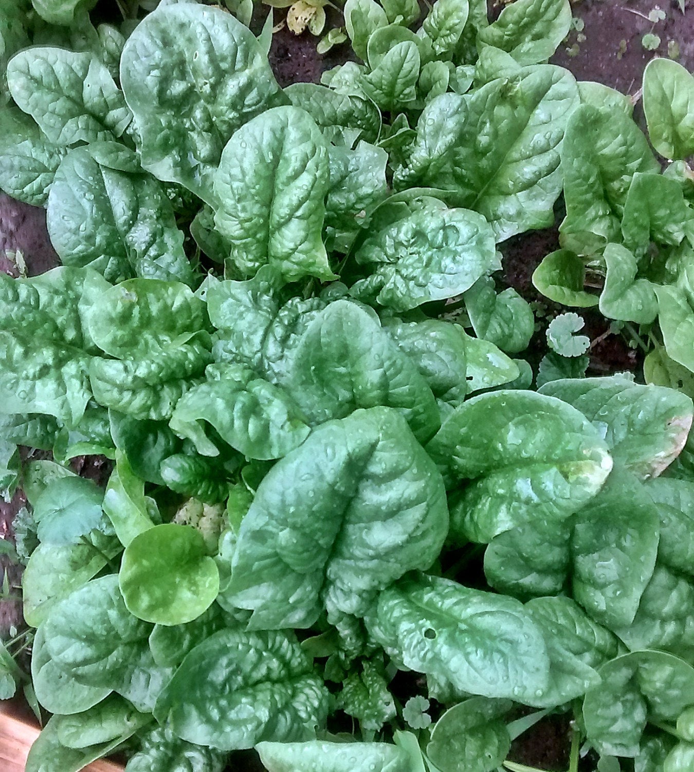 Bloomsdale Long Standing Spinach Seeds- 1 Cup- Bulk