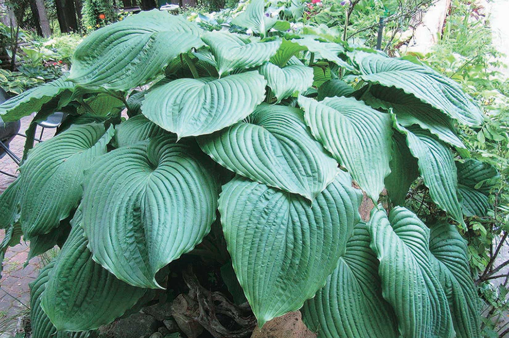 Hosta 'Empress WU' (Plaintain Lily) - 2 Gallon Potted Perennial