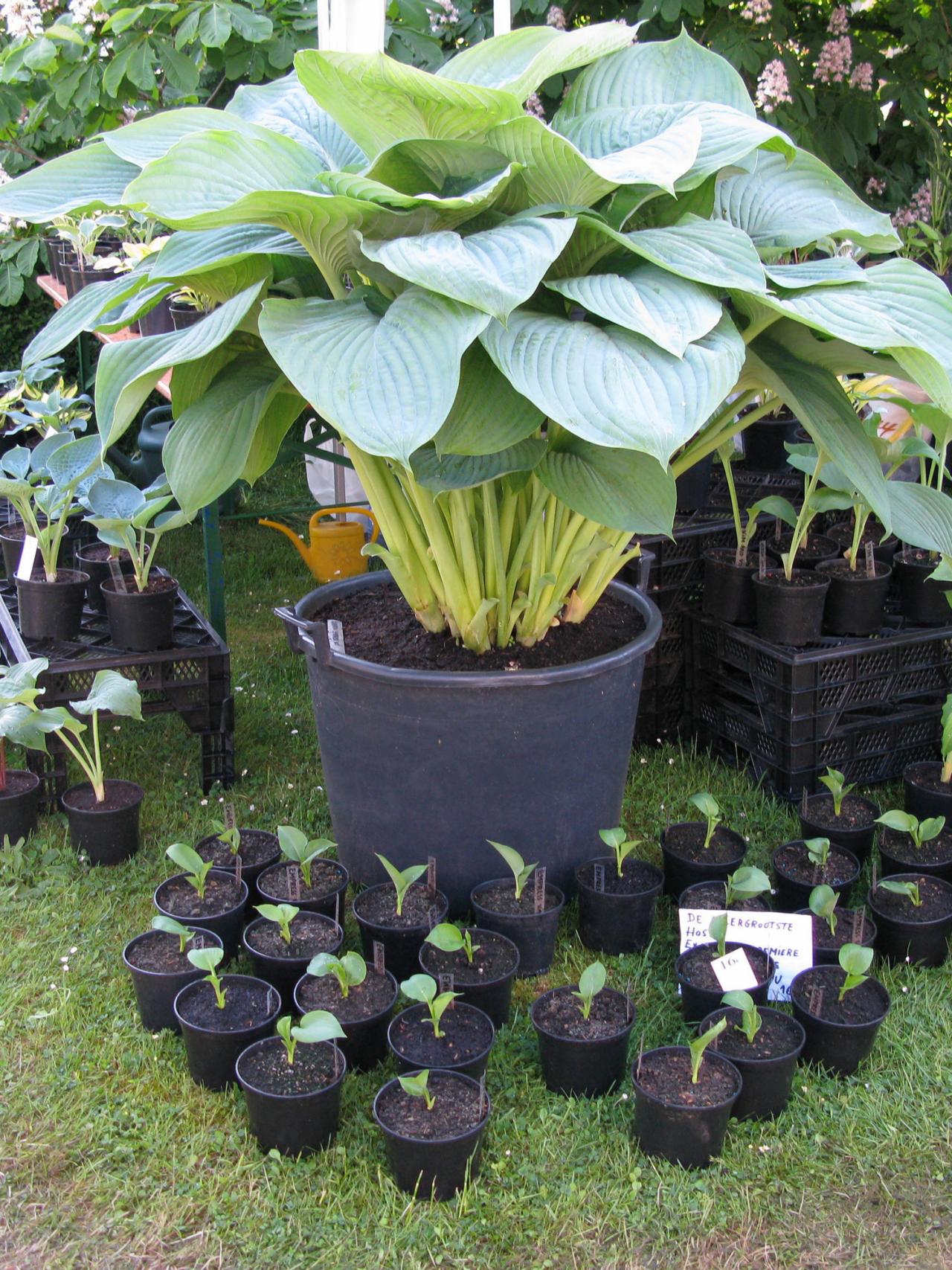 Hosta 'Empress WU' (Plaintain Lily) - 2 Gallon Potted Perennial