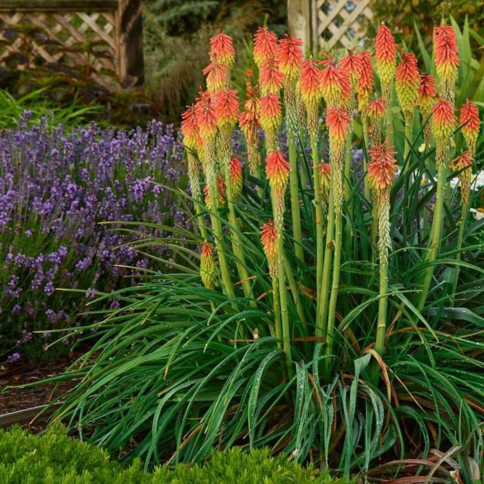 Fire Dance Red Hot Poker - 1 Gallon Potted Perennial