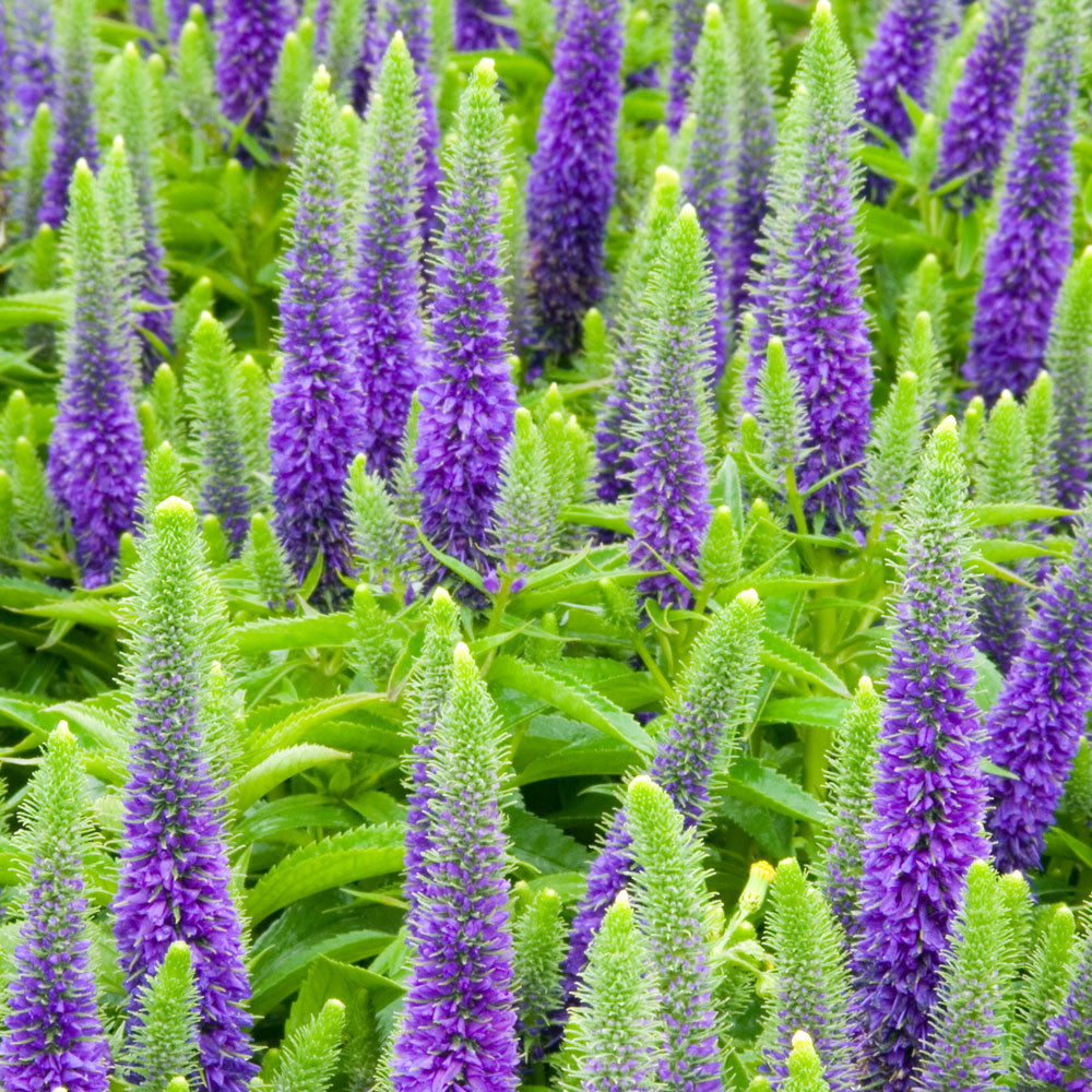 Veronica spicata Royal Candles (Dwarf Spike Speedwell) - 1 Gallon Potted Perennial
