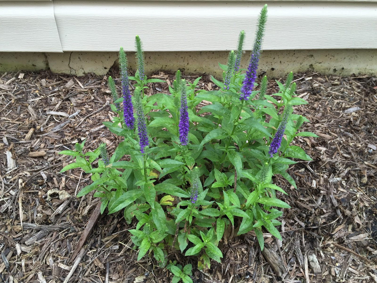 Veronica spicata Royal Candles (Dwarf Spike Speedwell) - 1 Gallon Potted Perennial