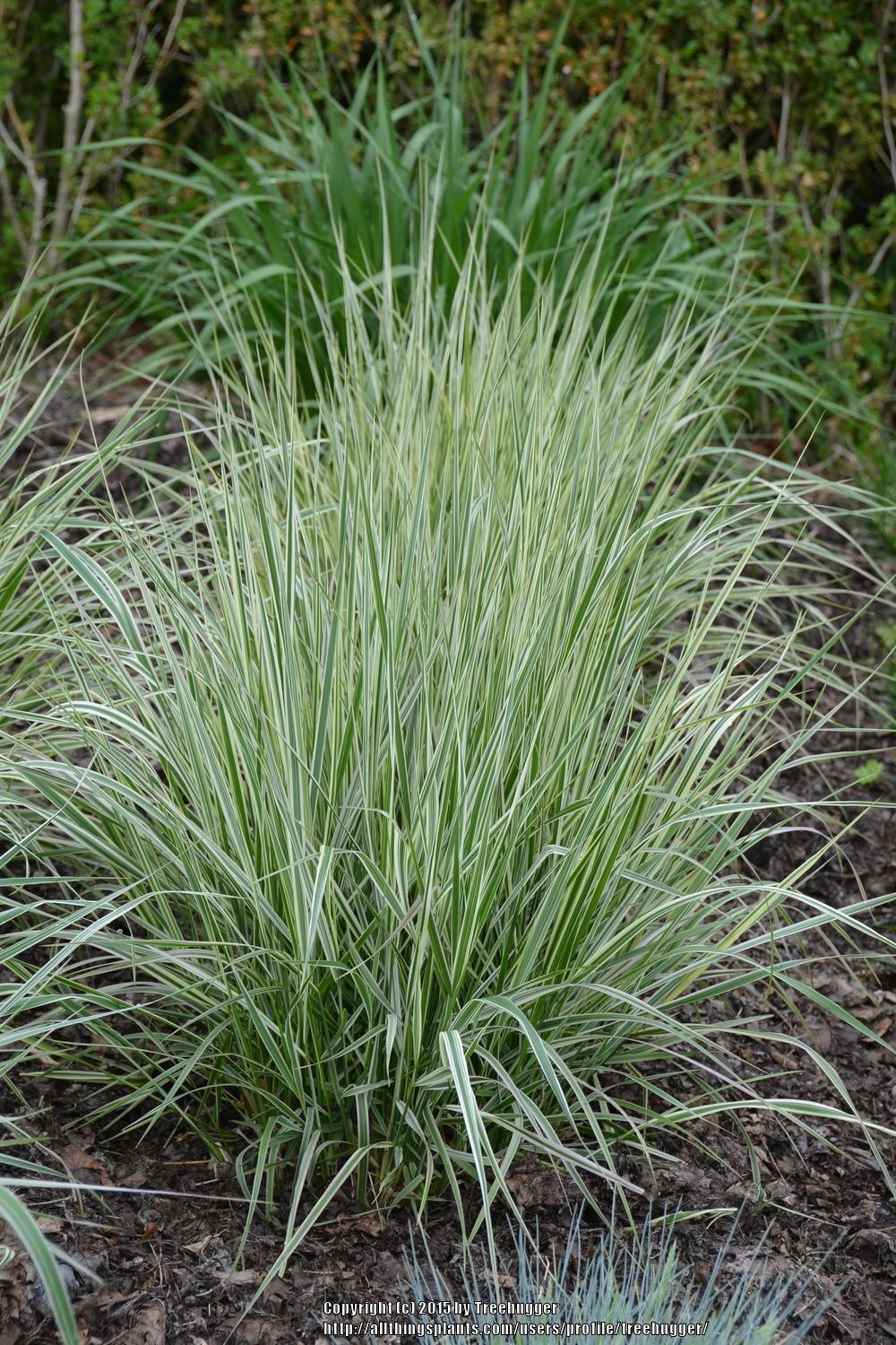 Calamagrostis × acutiflora ‘Overdam’ (Feather Reed Grass) -  1 Gallon Potted Perennial