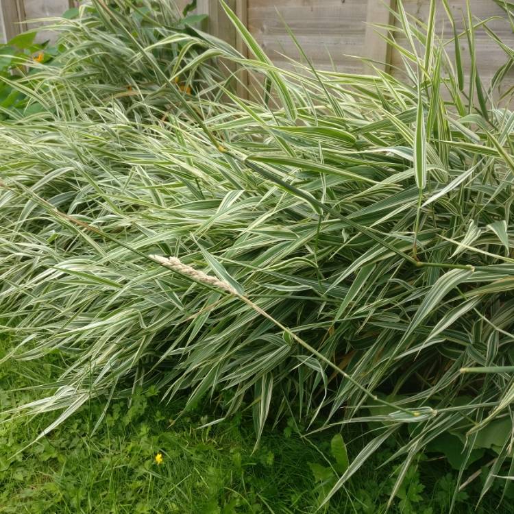 Calamagrostis × acutiflora ‘Overdam’ (Feather Reed Grass) -  1 Gallon Potted Perennial