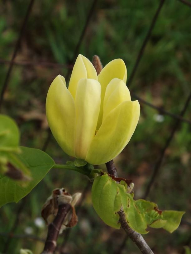 'Yellow Bird' Magnolia  - 5 Gallon Potted Tree