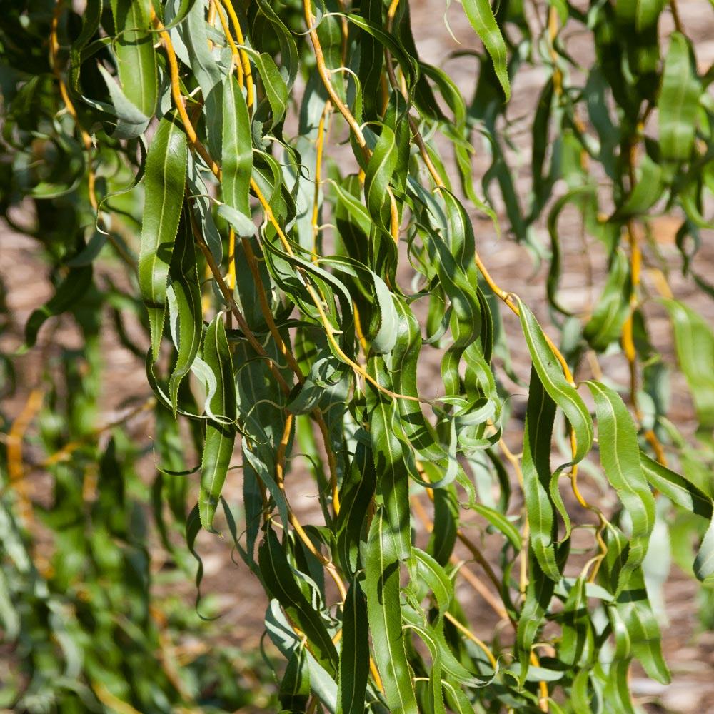 Golden Curls' Corkscrew Willow (Salix matsudana ‘Golden Curls) - 5 Gallon Potted Tree’