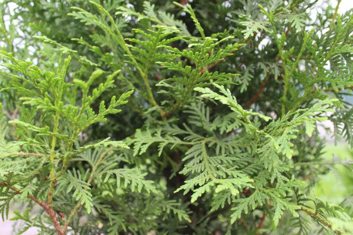 White Cedar 'Brabant' (Thuja occidentalis) - 3 Gallon Potted Tree