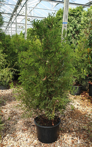 White Cedar 'Brabant' (Thuja occidentalis) - 3 Gallon Potted Tree