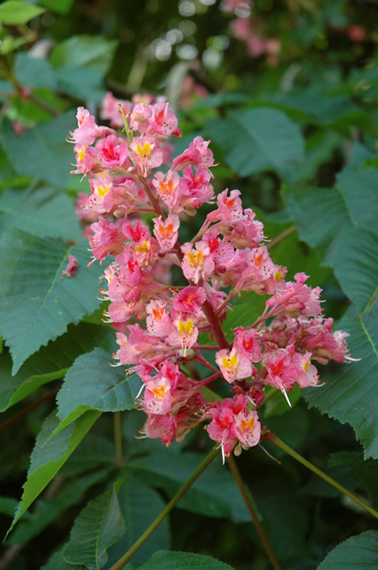 Ruby Red Horse Chestnut (Aesculus x carnea 'Briotti') - 10 Gallon Potted Tree
