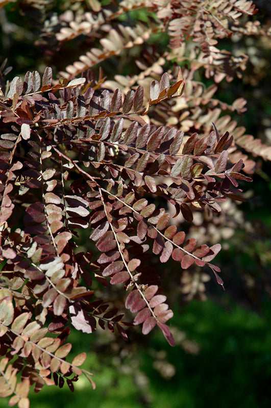 Ruby Lace Honeylocust (Gleditsia triacanthos 'Ruby Lace') - 15 Gallon Potted Plant