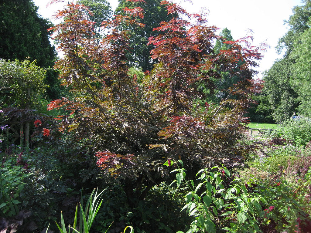 Ruby Lace Honeylocust (Gleditsia triacanthos 'Ruby Lace') - 15 Gallon Potted Plant