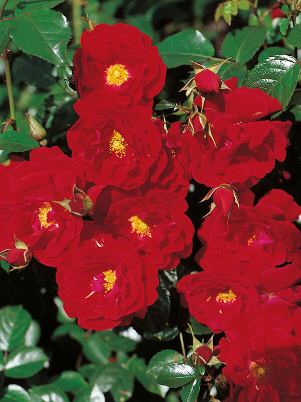 Rosa ‘Red Ribbons Vigorosa’ - 2 Gallon Potted Shrub