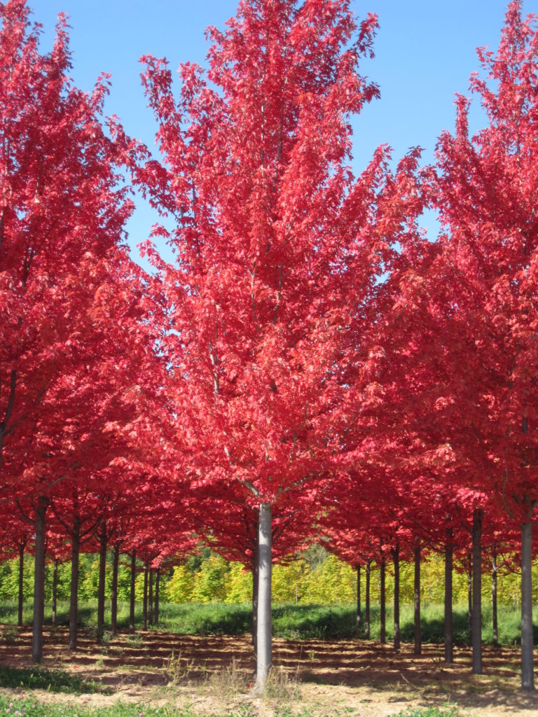 Autumn Blaze Maple (Acer x freemanii 'Jeffersred') - Wire Basket -  45mm @dbh