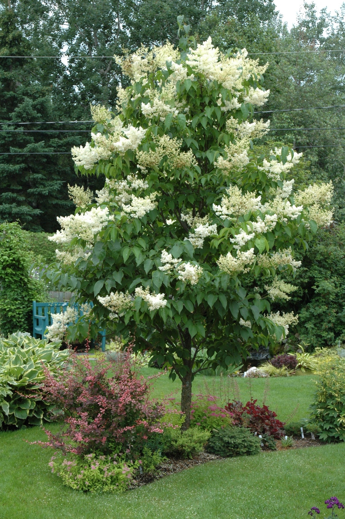 Ivory Silk Tree Lilac (tree form) (Syringa reticulata 'Ivory Silk (tree form)' - 10 Gallon Potted Tree