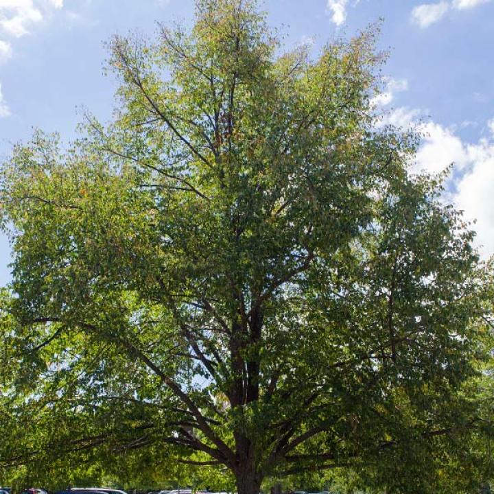 Greenspire Linden (Tilia cordata 'Greenspire') - 7 Gallon Potted Tree