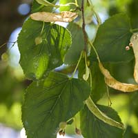 Greenspire Linden (Tilia cordata 'Greenspire') - 7 Gallon Potted Tree