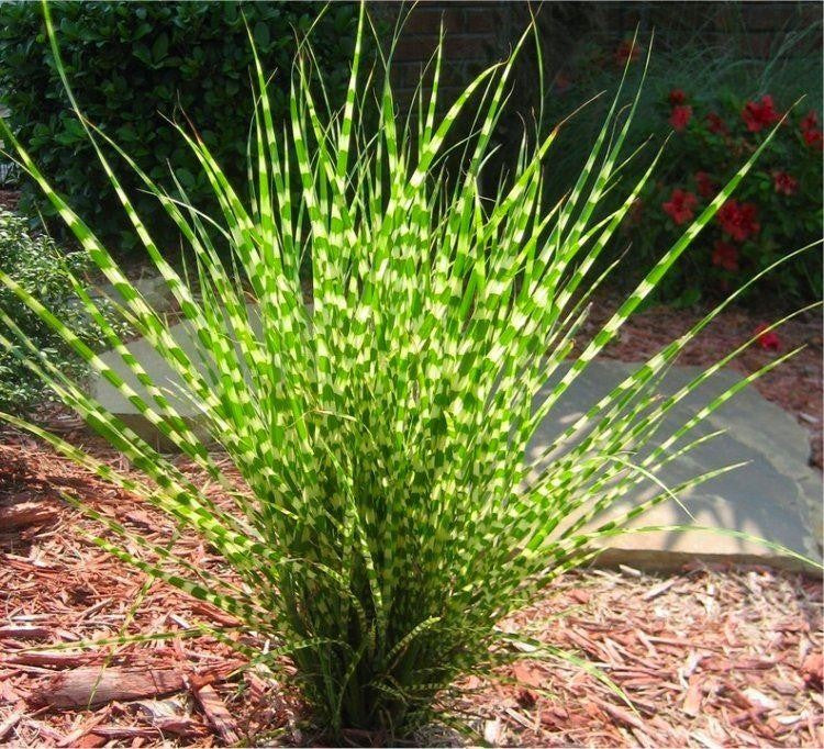 Zebra Grass 'Zebrinus' (Miscanthus sinensis) - 1 Gallon Potted Perennial