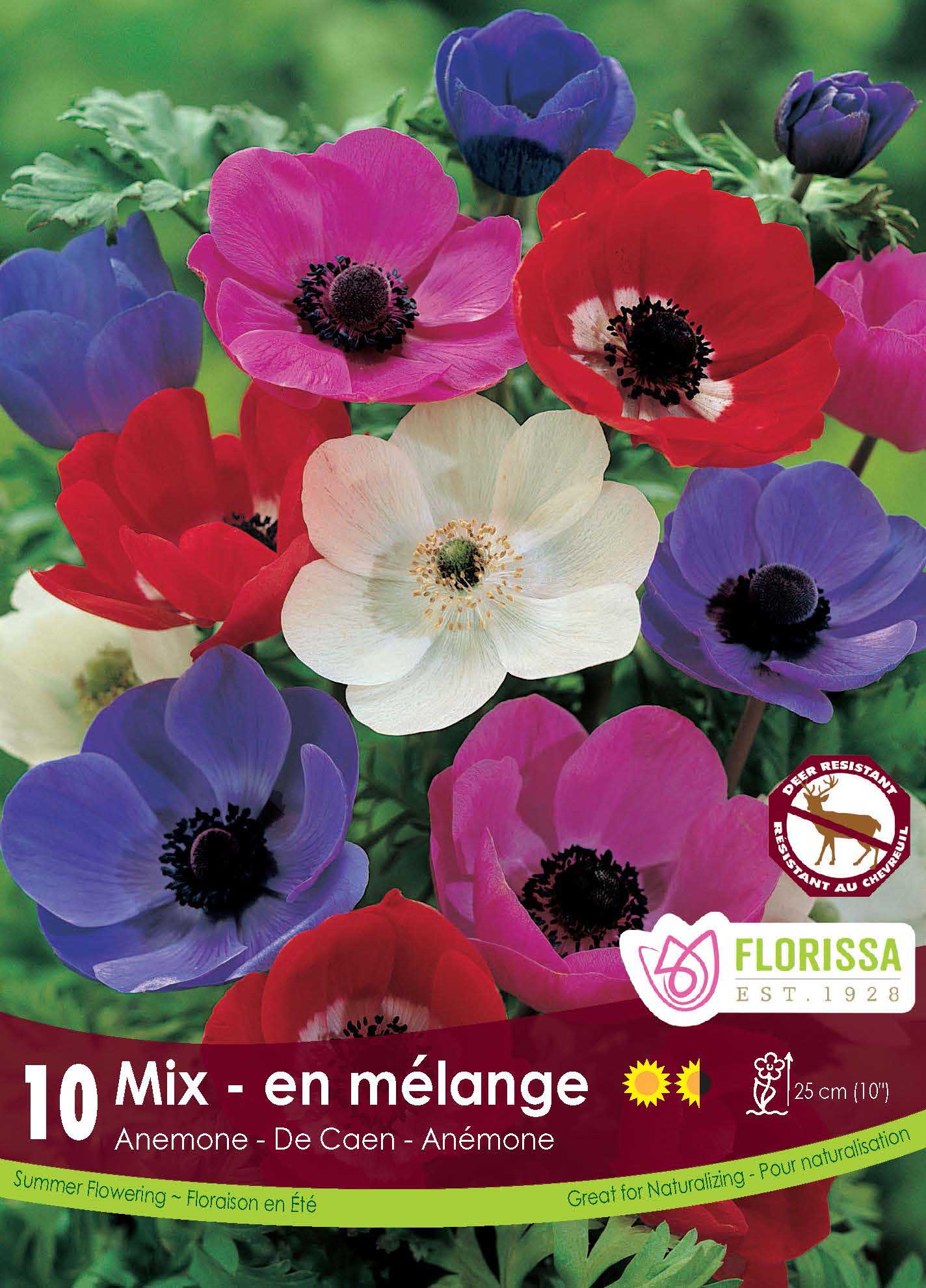 Florissa Anemone De Caen Mix - 10 Bulbs/Pkg