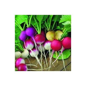 Aimers Organic Easter Egg Blend Organic Radish Seeds - Packet